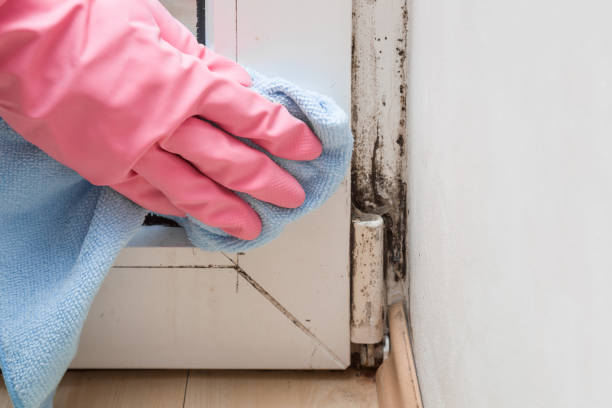 Mold Removal Process in St Marys, GA